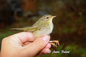 Image result for Phylloscopus schwarzi