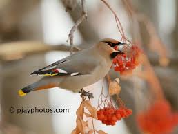 Attēlu rezultāti vaicājumam “Bombycilla garrulus adult”
