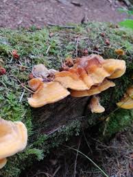 Attēlu rezultāti vaicājumam “Pycnoporellus fulgens”