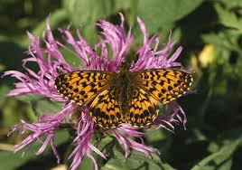 Attēlu rezultāti vaicājumam “Boloria eunomia upperside”
