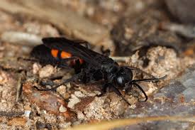 Attēlu rezultāti vaicājumam “Anoplius viaticus”