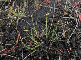 Attēlu rezultāti vaicājumam “Carex pauciflora”