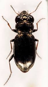 Attēlu rezultāti vaicājumam “Notiophilus palustris”