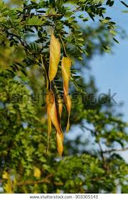 Attēlu rezultāti vaicājumam “Gleditsia triacanthos fruit”