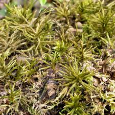 Attēlu rezultāti vaicājumam “Climacium dendroides”