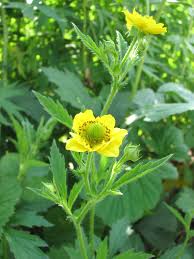 Attēlu rezultāti vaicājumam “Geum”