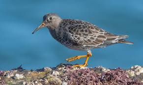 Attēlu rezultāti vaicājumam “Calidris maritima”