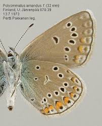 Attēlu rezultāti vaicājumam “Agrodiaetus amandus male”