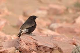 Image result for Oenanthe leucopyga