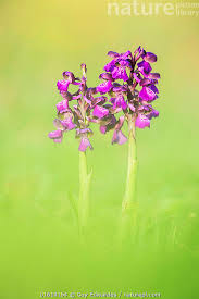 Attēlu rezultāti vaicājumam “Orchis morio”