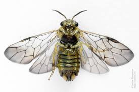 Attēlu rezultāti vaicājumam “Gilpinia”