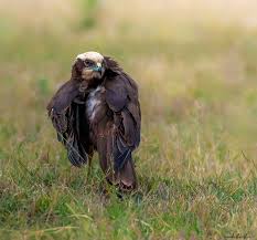 Attēlu rezultāti vaicājumam “Circus aeruginosus”