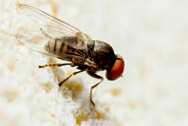 Attēlu rezultāti vaicājumam “Platypezidae”