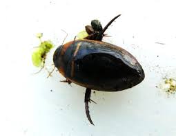 Attēlu rezultāti vaicājumam “Hydaticus transversalis”