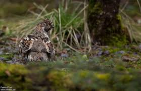 Attēlu rezultāti vaicājumam “Tetrastes bonasia female”