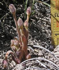 Attēlu rezultāti vaicājumam “Orobanche coerulescens bud”