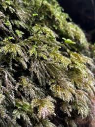 Attēlu rezultāti vaicājumam “Thamnobryum alopecurum”