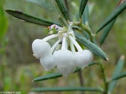 Attēlu rezultāti vaicājumam “Andromeda polifolia fruit”