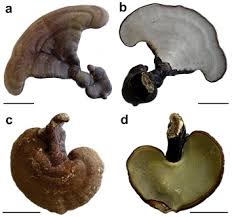 Attēlu rezultāti vaicājumam “Ganoderma lucidum”