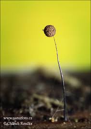 Attēlu rezultāti vaicājumam “Comatricha nigra macro”