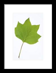 Attēlu rezultāti vaicājumam “Liriodendron tulipifera leaf”