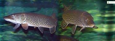 Image result for Esox lucius