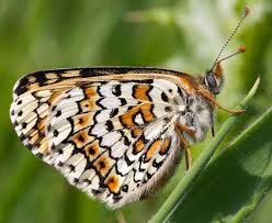 Attēlu rezultāti vaicājumam “Melitaea cinxia underside”