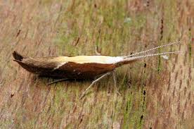 Attēlu rezultāti vaicājumam “Ypsolopha dentella”