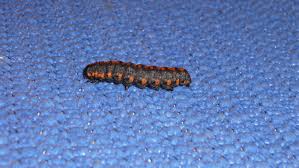 Attēlu rezultāti vaicājumam “Cucullia lucifuga larva”