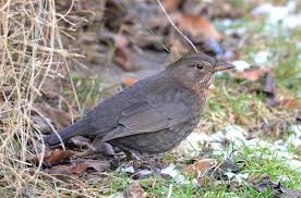 Attēlu rezultāti vaicājumam “Turdus merula”