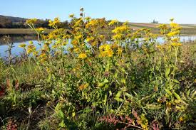 Attēlu rezultāti vaicājumam “Inula britannica flower”