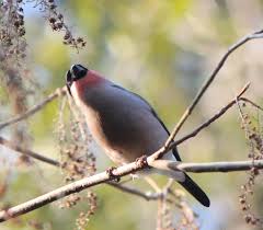 Attēlu rezultāti vaicājumam “Pyrrhula pyrrhula male”