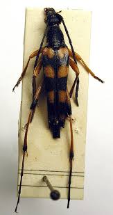 Attēlu rezultāti vaicājumam “Strangalia attenuata”