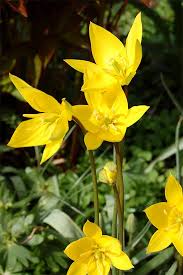 Attēlu rezultāti vaicājumam “Tulipa sylvestris bud”