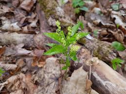 Attēlu rezultāti vaicājumam “Mercurialis perennis bud”