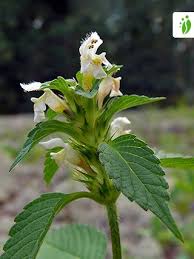 Attēlu rezultāti vaicājumam “Galeopsis bifida”