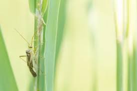 Attēlu rezultāti vaicājumam “Adelphocoris lineolatus imago”
