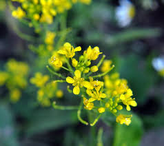 Attēlu rezultāti vaicājumam “Rorippa sylvestris flower”