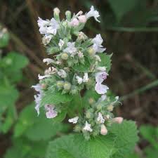 Image result for Nepeta cataria