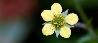 Attēlu rezultāti vaicājumam “Geum urbanum flower”
