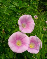 Attēlu rezultāti vaicājumam “Calystegia inflata flower”