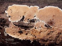 Attēlu rezultāti vaicājumam “Junghuhnia nitida”