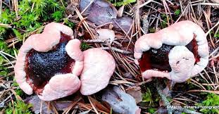 Attēlu rezultāti vaicājumam “Hydnellum ferrugineum”