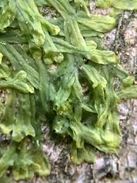 Attēlu rezultāti vaicājumam “Metzgeria furcata”