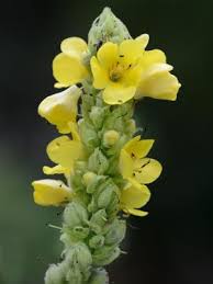 Image result for Verbascum phlomoides