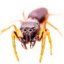 Attēlu rezultāti vaicājumam “Heliophanus sp.”