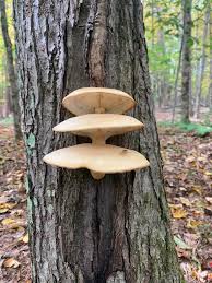 Attēlu rezultāti vaicājumam “Hypsizygus ulmarius”