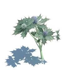 Attēlu rezultāti vaicājumam “Eryngium maritimum”