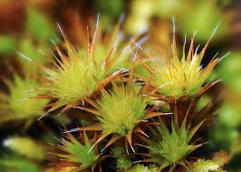 Attēlu rezultāti vaicājumam “Campylopus introflexus”