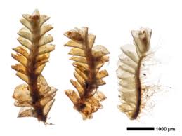 Attēlu rezultāti vaicājumam “Tritomaria exsectiformis”